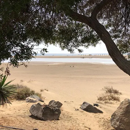 Oasis